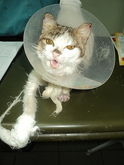 click for enlarge 600 X 800 228,5 Kb picture