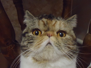 click for enlarge 640 X 480 110,7 Kb picture