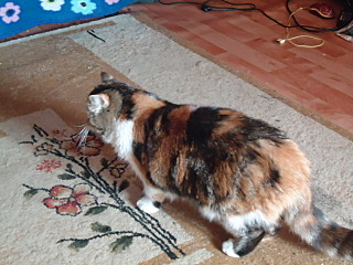 click for enlarge 640 X 480 121,0 Kb picture