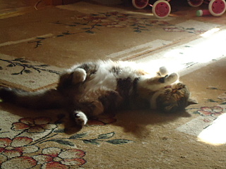 click for enlarge 640 X 480 117,8 Kb picture