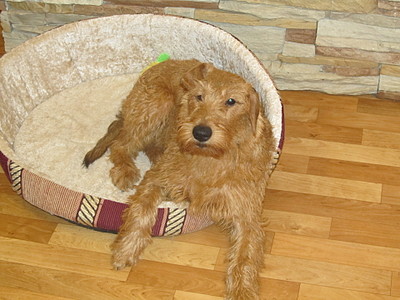 click for enlarge 1920 X 1440 572,7 Kb picture