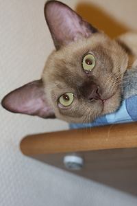 click for enlarge 648 X 972 420,5 Kb picture