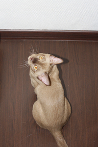 click for enlarge 648 X 972 459,7 Kb picture
