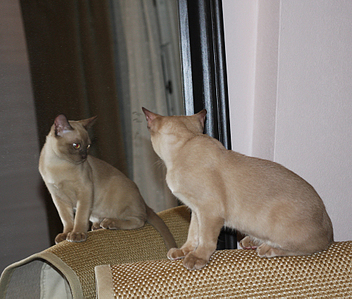 click for enlarge 975 X 829 652,5 Kb picture