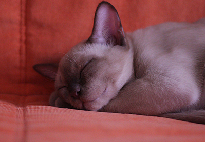 click for enlarge 930 X 646 488,4 Kb picture
