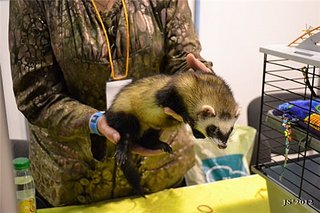 click for enlarge 500 X 333 39,6 Kb picture