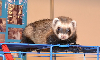 click for enlarge 500 X 302 61,9 Kb picture