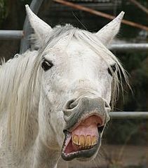 click for enlarge 250 X 284  13,6 Kb picture