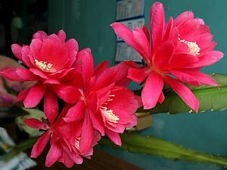 click for enlarge 450 X 338 21,7 Kb picture