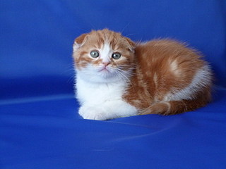 click for enlarge 800 X 600 94,2 Kb picture