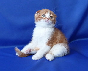 click for enlarge 740 X 600 93,3 Kb picture