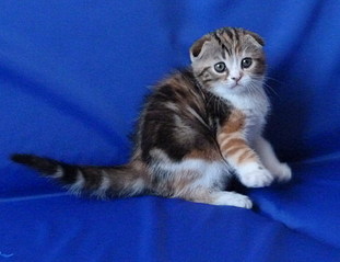 click for enlarge 779 X 600 111,3 Kb picture