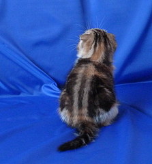 click for enlarge 558 X 600 82,3 Kb picture