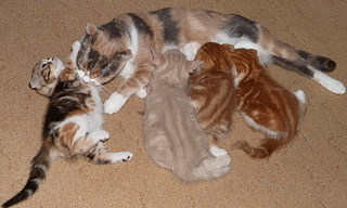 click for enlarge 800 X 480 131,7 Kb picture