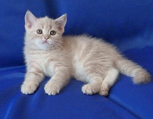 click for enlarge 773 X 600 115,4 Kb picture