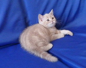 click for enlarge 758 X 600 111,5 Kb picture