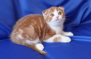 click for enlarge 800 X 519 104,8 Kb picture