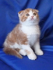 click for enlarge 457 X 600 75,6 Kb picture