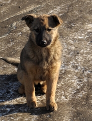 click for enlarge 1251 X 1629 223,4 Kb picture