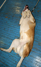click for enlarge 315 X 512  55,0 Kb picture