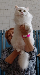 click for enlarge 436 X 800 201,2 Kb picture