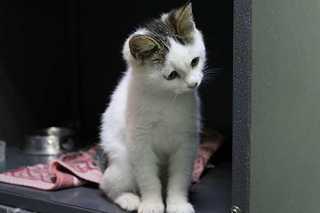 click for enlarge 1200 X 800 38,8 Kb picture