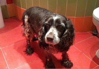 click for enlarge 500 X 350 191,0 Kb picture