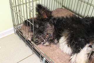 click for enlarge 1200 X 800 95,3 Kb picture