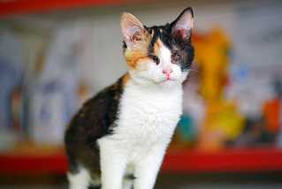 click for enlarge 1200 X 806 40,3 Kb picture