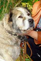 click for enlarge 806 X 1200 118,1 Kb picture