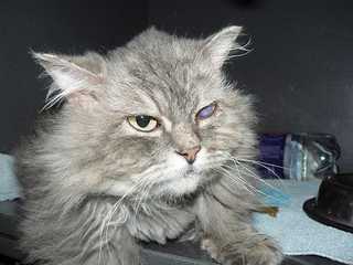 click for enlarge 1200 X 900 93,8 Kb picture