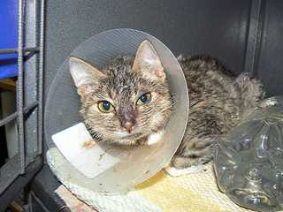 click for enlarge 1200 X 900 104,8 Kb picture