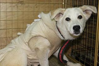 click for enlarge 1024 X 683 79,5 Kb picture