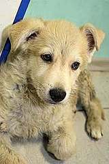 click for enlarge 200 X 300 9,1 Kb picture