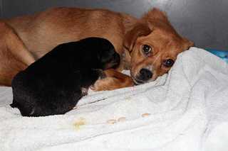 click for enlarge 1200 X 800 53,6 Kb picture