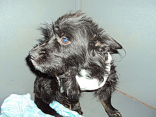 click for enlarge 400 X 300 77,5 Kb picture