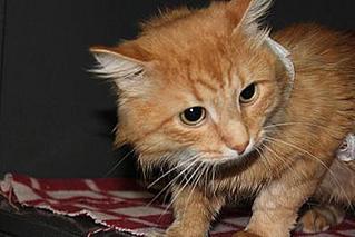 click for enlarge 398 X 266 16,0 Kb picture