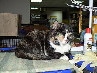 click for enlarge 400 X 300 86,0 Kb picture