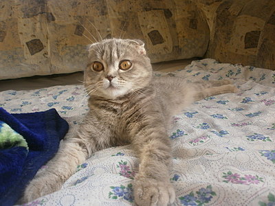 click for enlarge 1920 X 1440 527,0 Kb picture