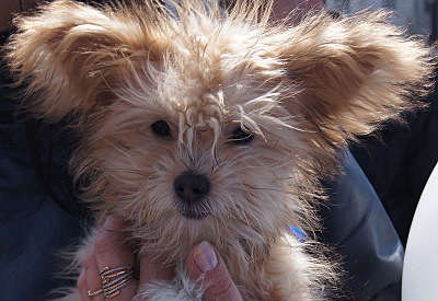 click for enlarge 800 X 550 142,2 Kb picture