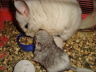 click for enlarge 1024 X 768 638,6 Kb picture