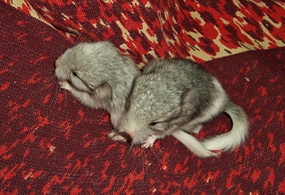 click for enlarge 1024 X 699 588,7 Kb picture