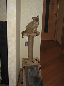 click for enlarge 1704 X 2272 790,0 Kb picture