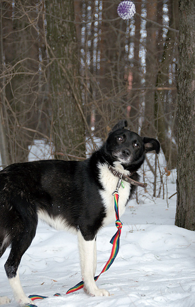 click for enlarge 509 X 800 156,5 Kb picture