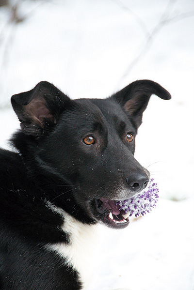 click for enlarge 534 X 800 91,9 Kb picture