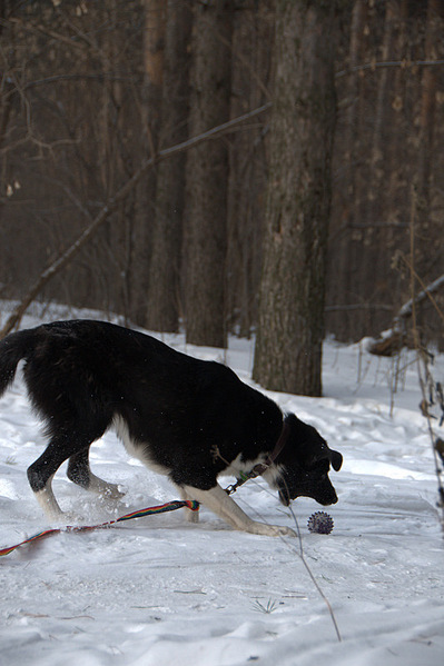 click for enlarge 533 X 800 136,2 Kb picture