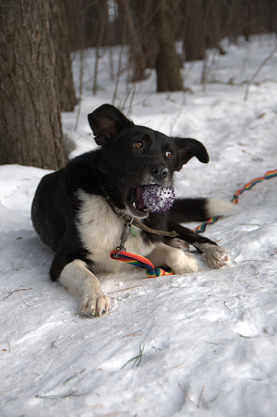 click for enlarge 533 X 800 146,5 Kb picture