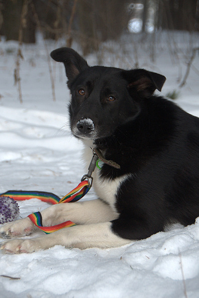 click for enlarge 533 X 800 127,7 Kb picture