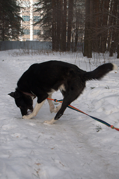 click for enlarge 533 X 800 143,9 Kb picture