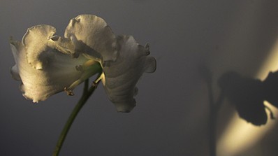 click for enlarge 1920 X 1073 221,8 Kb picture